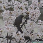 入学式