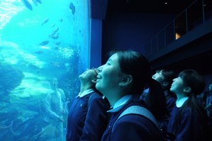 お魚いっぱい