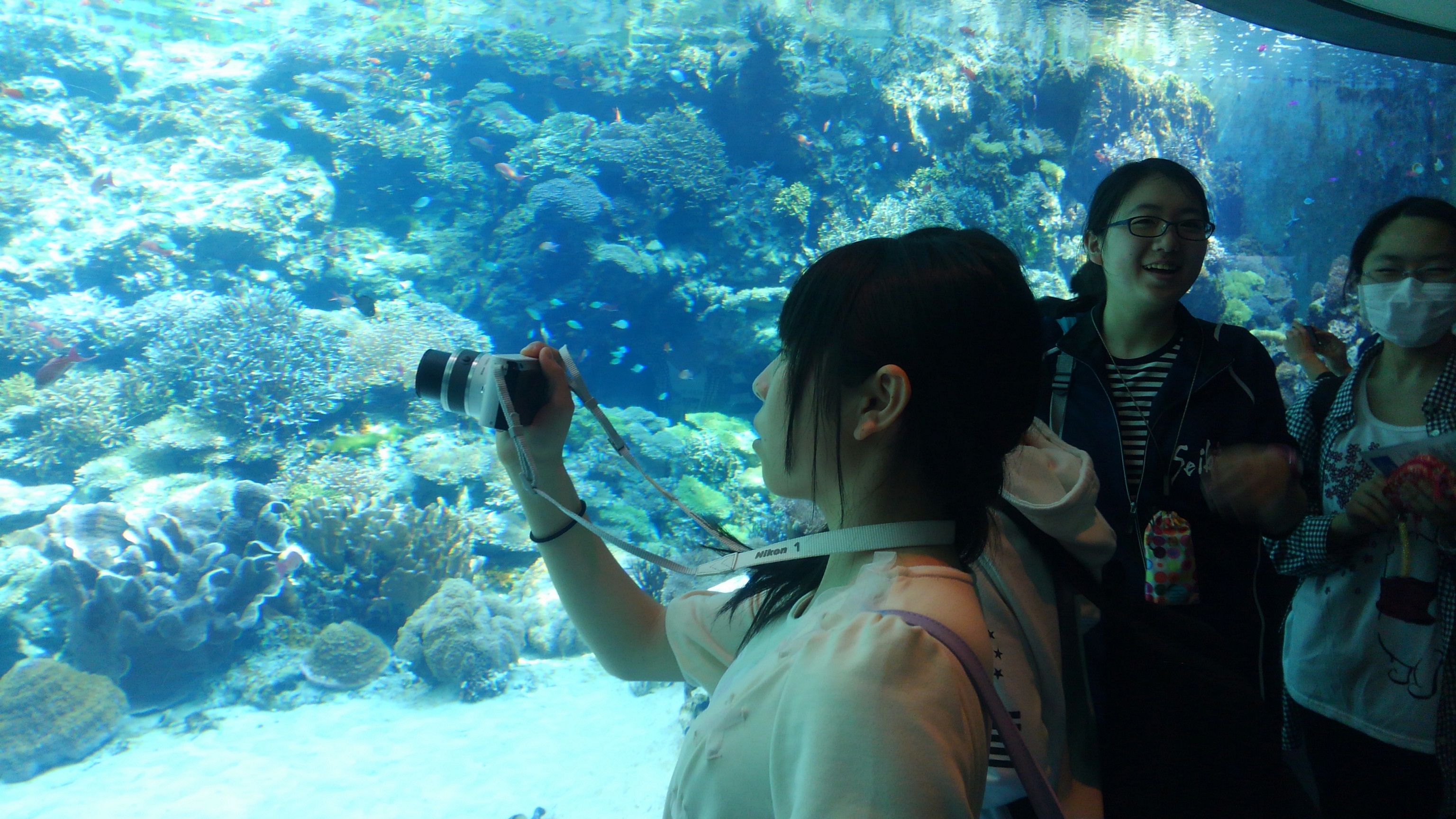 美ら海水族館を見学しています。