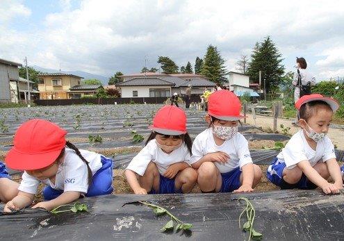 「サツマイモの苗植え」に行きました