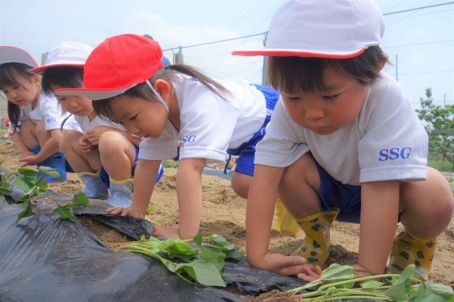 サツマイモの苗植え付けに行ってきました！